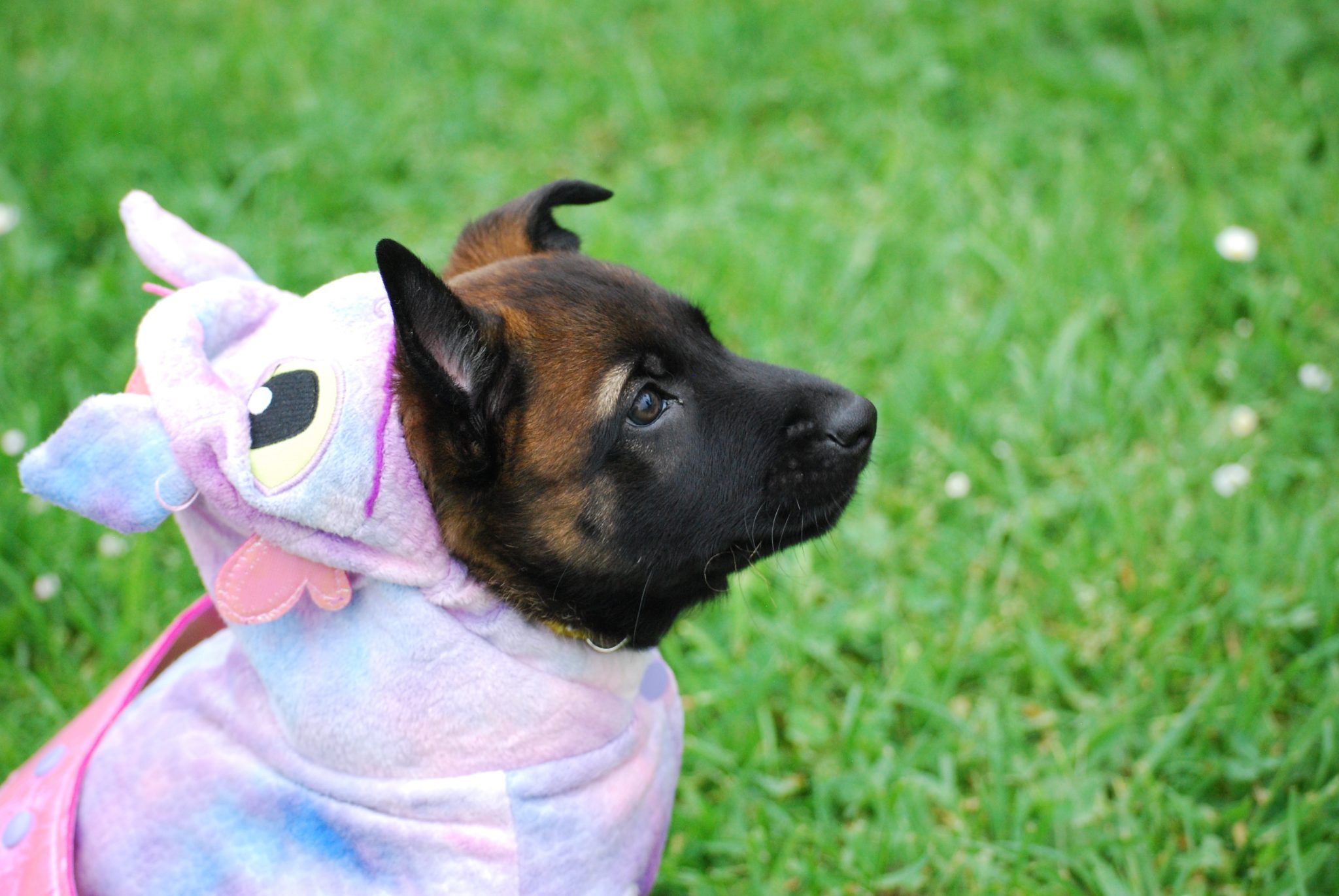 14 Fun And Interesting Facts About Belgian Malinois